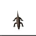 Realistic Brown Lizard With Scales Open Mouth And Tongue Sticking Out Standing On White Background