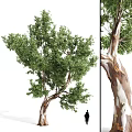 Lush Green Arbor With Abundant Foliage And Strong Trunk In Natural Environment