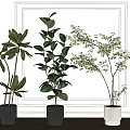 Lush Indoor Potted Plants with Green Leaves in Black and White Planters Against White Wall