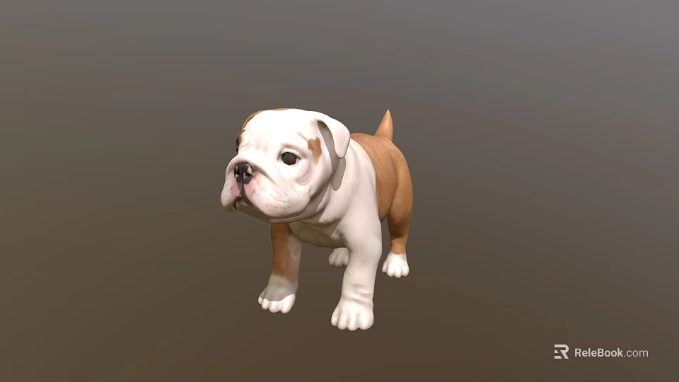 Cute English Bulldog Puppy With White And Brown Coat Standing On Gray Background 3d model 