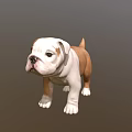 Cute English Bulldog Puppy With White And Brown Coat Standing On Gray Background