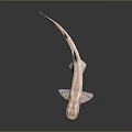 Pink Spotted Shark Aquatic Animal 3D Model Displayed On Dark Background With Reflection