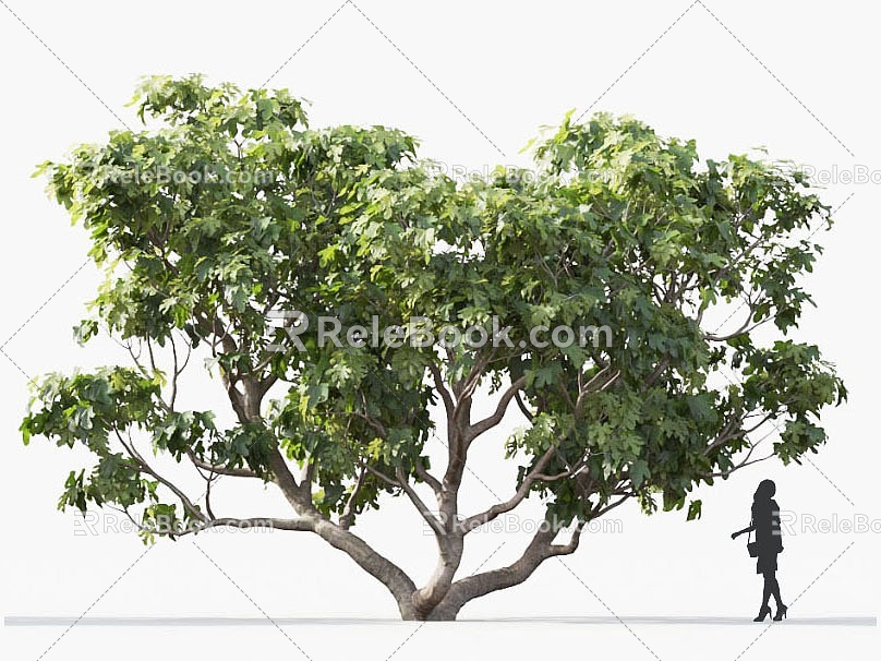 Fig Tree Fruit Tree Lemon Tree Fig Orchard Roadside Tree Street Tree Community Greening Landscape Tree Landscaping Ornamental Tree Poplar Tree Elm Tree 3d model