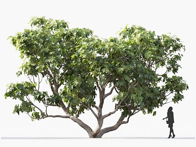 Fig Tree Fruit Tree Lemon Tree Fig Orchard Roadside Tree Street Tree Community Greening Landscape Tree Landscaping Ornamental Tree Poplar Tree Elm Tree 3d model