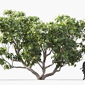 Fig Tree Fruit Tree Lemon Tree Fig Orchard Roadside Tree Street Tree Community Greening Landscape Tree Landscaping Ornamental Tree Poplar Tree Elm Tree 3d model