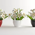 Bonsai Potted Plants With Red White Black Pots White Flowers And Green Leaves