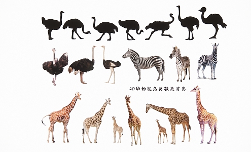 2D Animal Ostrich Giraffe Silhouette 3d model