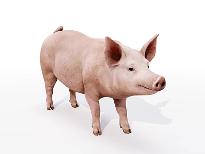 Modern pig domestic pig 3d model Modern pig domestic pig 3d model