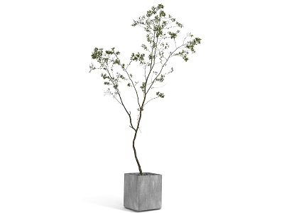 Bonsai Plant in Square Gray Concrete Pot with Lush Green Branches and Leaves 3d model