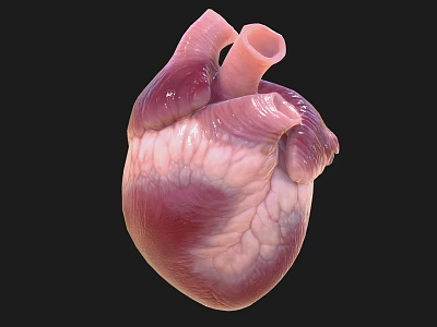 Detailed 3D Anatomical Model of Human Heart Key Chest Organ Structure 3d model