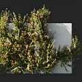 Vibrant Lush Vines With Green Leaves And Pink Flowers On White Wall Surface