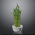Lucky Bamboo Plant with Green Stems Fresh Leaves in White Decorative Pot against Gray Background