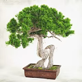 Lush Green Bonsai Plant with Twisted White Bark and Foliage in Wooden Square Pot