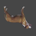 Brown And White Dog Standing With Open Mouth And Tongue Out Against Gray Background
