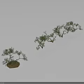 Small Plant And Row Of Five Plants With Curved Branches Green Leaves On Gray Background