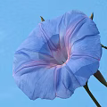Beautiful Blue Morning Glory Flower With Buds Against Blue Sky Background