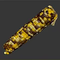 Fresh Multicolored Corn Ear with Yellow Purple and Brown Kernels on Black Background