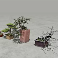 Various Bonsai Plants with Unique Tree Shapes in Colored Ceramic Pots 3d model