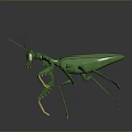 Detailed Green Mantis 3D Model With Long Antennae And Yellow Legs