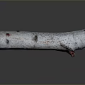 Natural Birch Log With White Bark And Red Spots Showing Rustic Texture 3d model