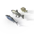 Three Realistic Fish Models Different Species With Various Colors Displayed On White Background