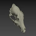 Highly Detailed Animal Skull Model Display In Scientific Research Setting