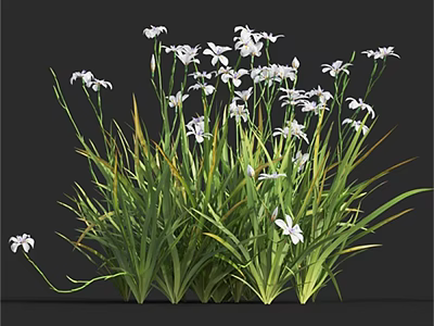 White Flowers Blooming Among Lush Green Grass In Natural Setting 3d model
