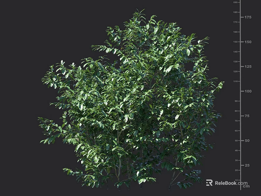 Lush Green Leafy Shrub With Natural Height Measurement And Dense Foliage Appearance 3d model 