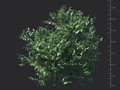 Lush Green Leafy Shrub With Natural Height Measurement And Dense Foliage Appearance 3d model
