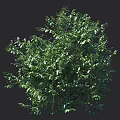 Lush Green Leafy Shrub With Natural Height Measurement And Dense Foliage Appearance