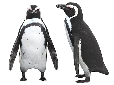 Two Black And White Penguins Standing Side By Side On White Background 3d model