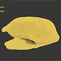 Detailed Anatomical Turtle Shell Organ Structure With Textured Exterior And Smooth Interior