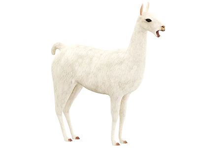 White Llama Standing In Isolated White Background With Soft Fur Texture 3d model