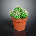 Healthy Green Potted Cactus Plant With Spines In Brown Plastic Pot