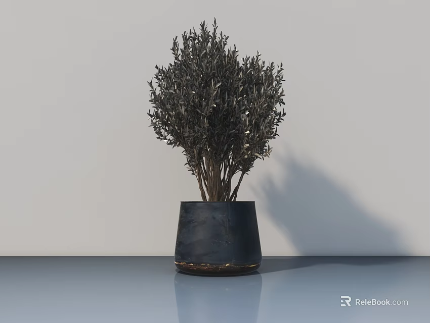 Bonsai Plant with Lush Foliage in Black Cone Shaped Pot on Light Colored Surface 3d model 
