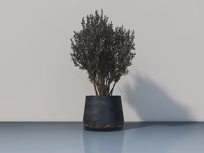 Bonsai Plant with Lush Foliage in Black Cone Shaped Pot on Light Colored Surface 3d model