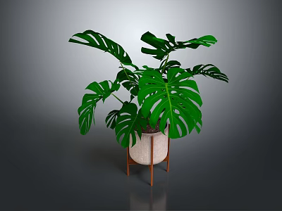 Large Leaf Monstera Plant In Decorative Pot With Wooden Stand 3d model