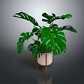 Large Leaf Monstera Plant In Decorative Pot With Wooden Stand