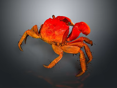 Red Crab With Vibrant Orange Color And Large Claws On Smooth Surface 3d model