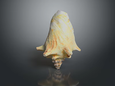 Yellowish White Conch Shell With Unique Spiral Shape And Textured Surface On Smooth Reflective Surface 3d model
