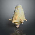Yellowish White Conch Shell With Unique Spiral Shape And Textured Surface On Smooth Reflective Surface