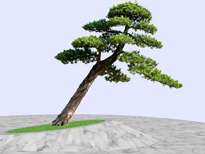 Slanted Pine Tree with Lush Green Foliage on Green Grass and Gray Marble Pavement 3d model