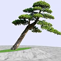 Slanted Pine Tree with Lush Green Foliage on Green Grass and Gray Marble Pavement