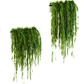 Beautiful Lush Green Trailing Hanging Potted Plants For Indoor Home Decoration