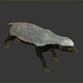 Realistic 3D Honey Badger Model With Black And White Fur Standing Pose