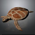 Red Sea Turtle Marine Animal With Detailed Shell Pattern And Webbed Flippers 3d model