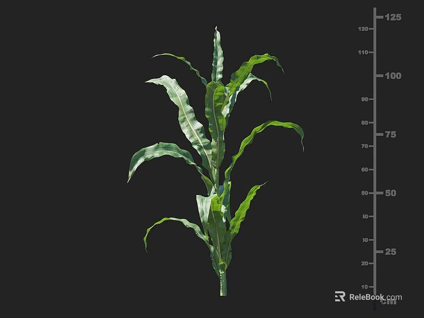 Corn Plant With Lush Green Leaves And Height Measurement Scale For Growth Monitoring 3d model 