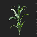Corn Plant With Lush Green Leaves And Height Measurement Scale For Growth Monitoring