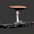 Pink Spotted Mushroom with White Stem on Green Moss Dry Leaves Square Mat Black Background