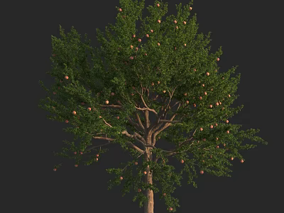 Lush Arbor Tree with Green Leaves Abundant Fruits and Brown Trunk 3d model